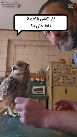 البومة ليلي🦉  كل الناس فاهمة غلط عن البومة ، حتي انا كمان  #طيور #بومه  #بومة @London_shery 