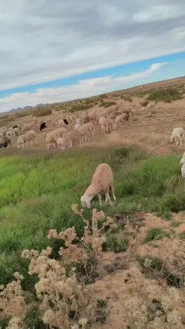 #موال #موال #قصص_حقيقيه #شعب_الصيني_ماله_حل😂😂 #موال 