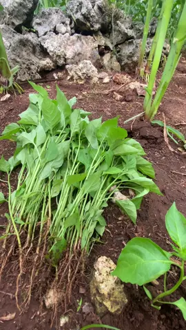 #banyubang #cabairawit #petani #tumpangsari 