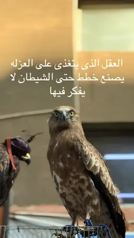 القوه#مصر #اكسبلور #explor #egypt #قطر 