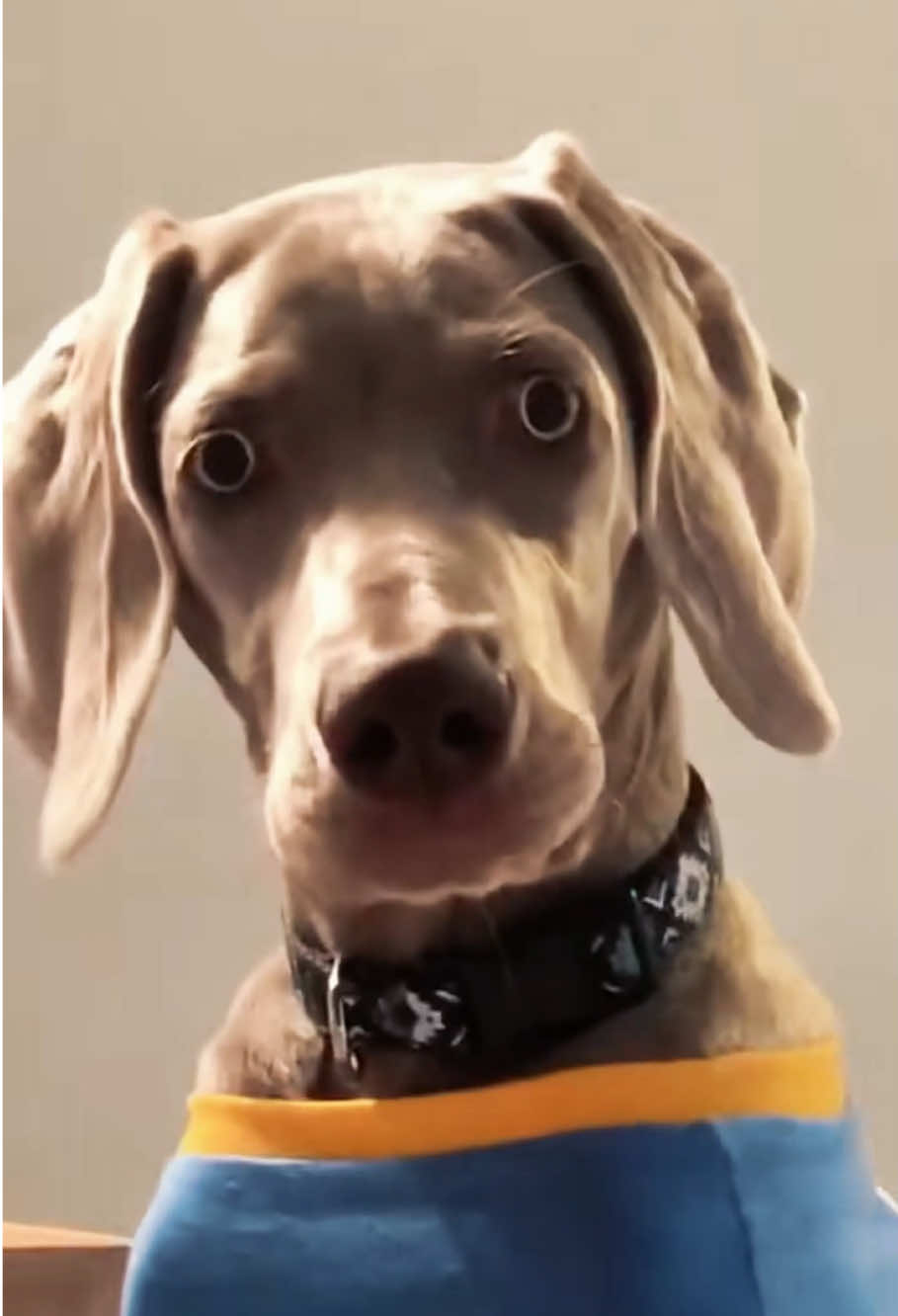 If you don’t annoy your dog,do you really love them? #dog #funnydog #foryou #dogsoftiktok #fyp 