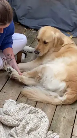 Dog guilty level maxed out!full on guilty mode activated #dog #funny #dogsoftiktok #funnyvideos #fyp 