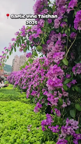Fengshu Riverside Park  Maple Riverside Park Taishan Rute dari Taipei mainstation naik mrt jalur ungu arah Zhongli turun di Xinzhuang fuduxin exit 1,lanjut naik ubike ke lokasi 