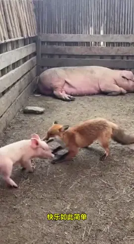 猴哥怎么赶都赶不走#热门 #搞笑 #快乐如此简单 