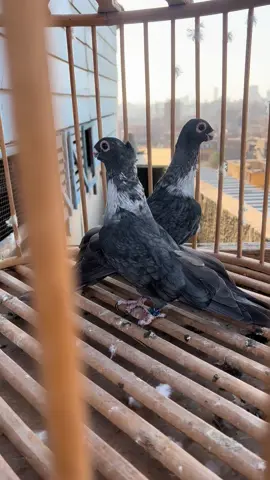 #عادل #ابو #سريع #الفراخ #الشعب_الصيني_ماله_حل😂😂 