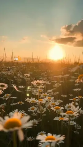 Viva a vida... Sorria, espalhe alegria e viva. . . #pulsareggaeoficial #reggaetontiktok #viralreggae🇬🇳 #reggaevibes #reggaebrasil 