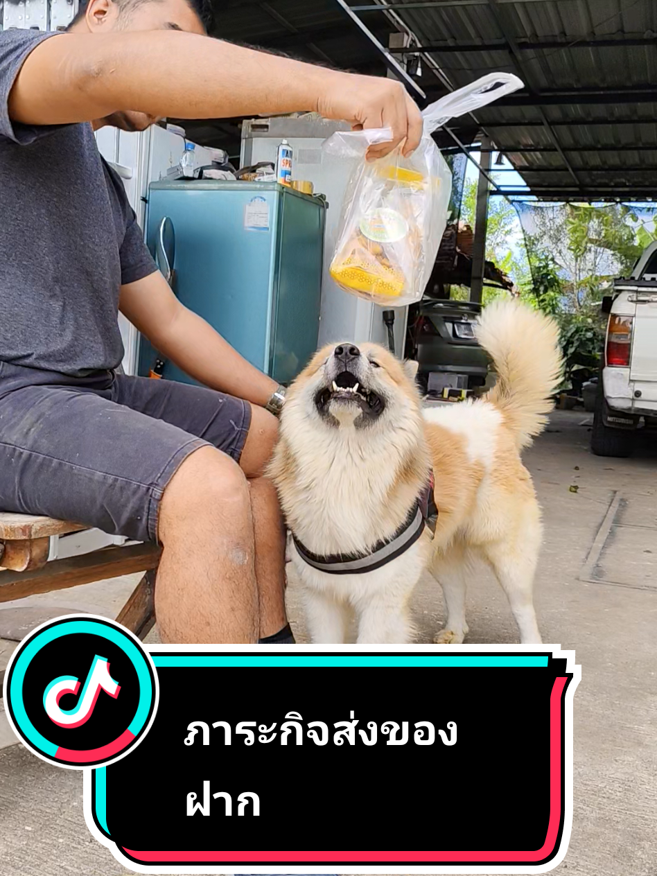 เรื่องออกบ้านนี้ ธอร์ รับจบ ภารกิจแรกถือว่าสำเร็จ#สุนัขบางแก้ว #บางแก้วติ๊งต๊อง🤪🐕 #สัตว์โลกtiktok #บางแก้วน่ารัก🐶💕🥰 #สัตว์โลกผู้น่ารัก 