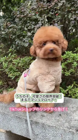 46%オフは今日限り！見逃し厳禁！#犬のいる生活 #犬のいる暮らし #ペット用品 #ペットケア #犬 