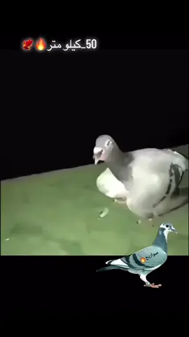 لوفت_ابن_يزدي🔥🐦‍🔥
