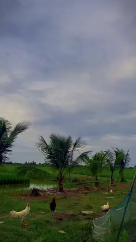 Chill quá nè 🥰🌾🌾#69camau❤️xuhuongtiktok #flypシ #gà 