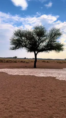 ليت الأيام كلها مطر.  #تصميم_فيديوهات🎶🎤🎬 #تصويري #مطر #مالي_خلق_احط_هاشتاقات #tik_tok 