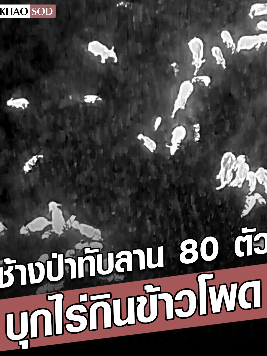 ช้างป่าทับลาน 80 ตัว บุกไร่ข้าวโพด สุดแสบ แตกออกเป็นหลายกลุ่ม ทำ จนท.วิ่งวุ่นหัวหมุนทั้งคืน #ข่าวสด #ข่าวtiktok