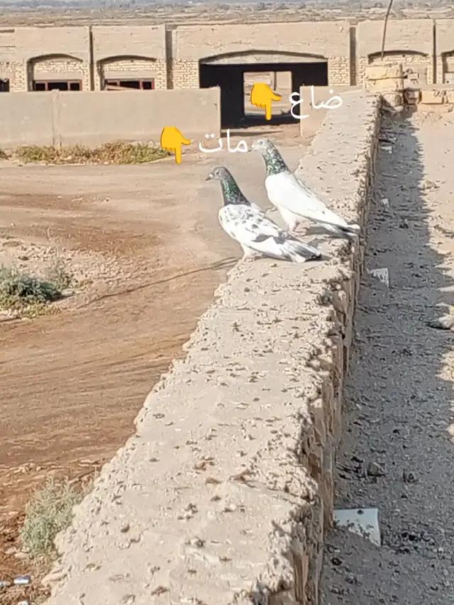 والله يطيرن بل7يوكعن بل3لعصر 