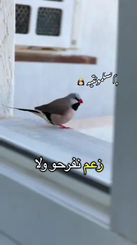 احكيلنا ياوقت شن داسلنا❤️‍🩹❤️‍🩹#المصممه_السكمونتيه #المصممهالسكمونتيه #طرابلس #تصميماتي #ترند_تيك_توك_مشاهير 