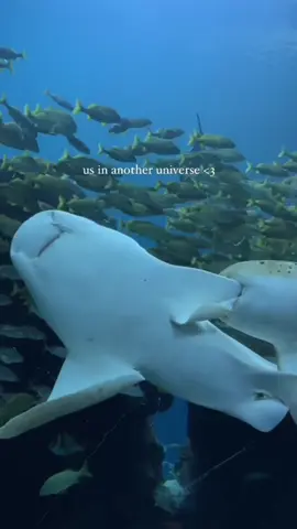 Us in another universe 💕#fy #travel #Love #loveyou #fyp