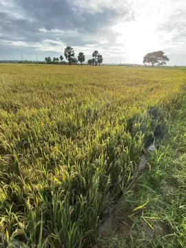 😭🌾🤍 #fyp #foryou #ព្រៃវែងផ្ទះខ្ញុំ 