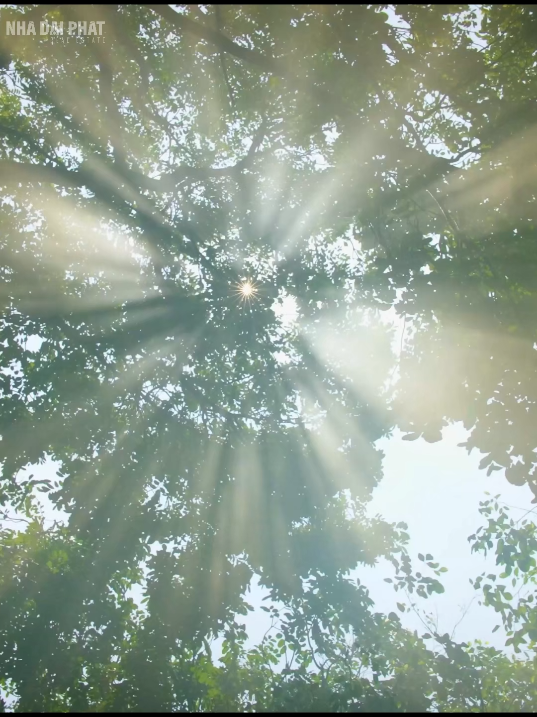 Nơi Rừng chạm đến trái tim… 🍃 Một nơi sống để cảm nhận từng hơi thở của thiên nhiên, để yêu thương, để thấu hiểu, và để thuộc về. Biệt Thự Rừng Retreat Forest – nơi những tán cây vươn rộng ôm ấp từng mái nhà, nơi sắc xanh phủ quanh lối về đem lại cảm giác an yên, như thể đã tìm thấy nơi thật sự thuộc về. #ecopark #ecoretreat #bietthurung #retreatforest