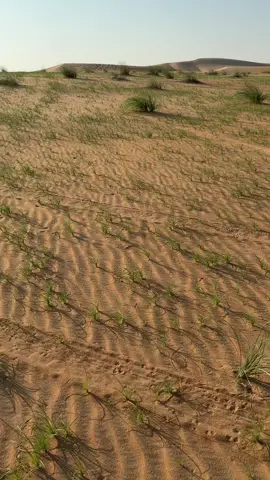 في ديارٍ مالها في نظر عيني مثيل ♡