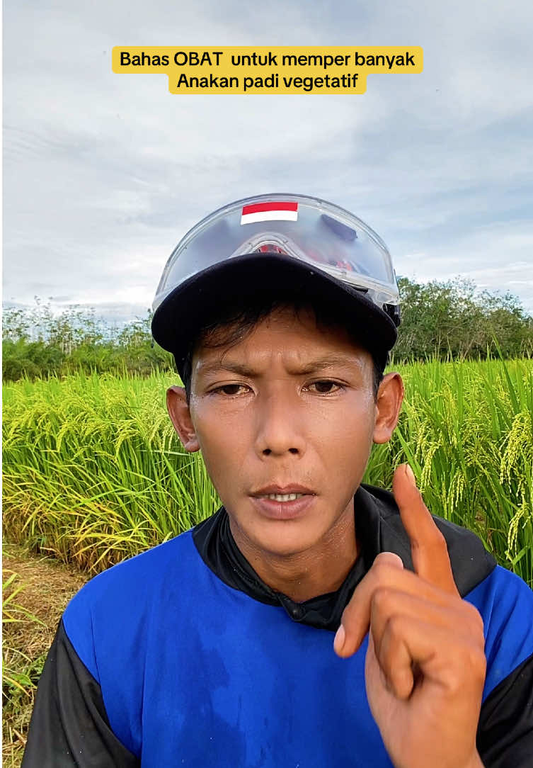 OBAT untuk memperabnyak anakan padi