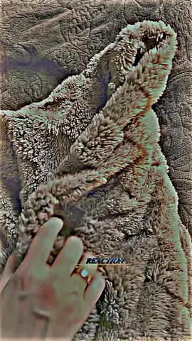 وحين تبتسم يزول نصفه الآخر #fypシ゚ #reaction #السرطان🦀 #👏👏🙈🙈🙈 #fypシ゚ 