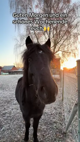 Heut morgen mal geschaut was die beiden so machen. Haben grad getobt aber das Handy zu spät rausgeholt. Da kam der kleine Neugierige natürlich schauen was der alte da will… #ponys #shettylove #konik #equestrian #horsesoftiktok 