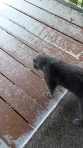 When the cat first met snow #funnyvideos #funnycat #tiktok #funnymoments #Foryou #cats #tiktokcats #funnyvideo #funnytiktok #cat 