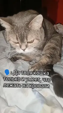 Ладно я просто хотела похвастаться, что она умеет давать лапку  #кошка #прикол #питомец #мяу #fyp #on #кобачок #шутка #☠️ #команды #фас  #джессика #дитина  #джеся #босскфс  #домашнийпитомец #кот #funny #cat #кэтток #mini  #catmemes #джесси #британка  #яоченьусталбосс  сцка что за бред я снимаю