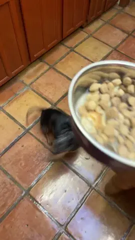 Funny dachshund #dog #funny #dogsoftiktok #fyp #viral 