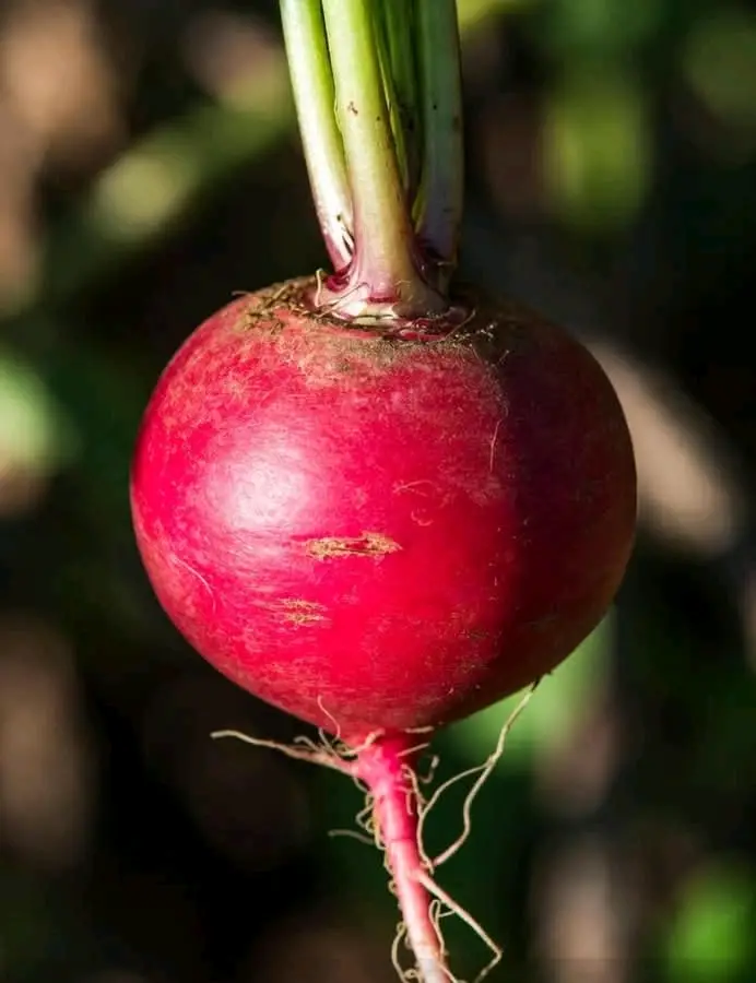 ✔️خمس فوائد غير شائعة للفجل الأحمر: *️⃣يحسن وظائف الكبد ويزيد إفراز الصفراء: يحتوي على مركبات الكبريت التي تحفز إنزيمات إزالة السموم في الكبد (دراسات على الجلوكوسينولات). *️⃣مضاد قوي للفطريات داخل الجسم: زيوت الفجل الطيارة (مثل رافانول) تقاوم فطريات المبيضات البيضاء بفعالية تفوق بعض الأدوية المستخدمة. *️⃣يقلل ضغط الدم الانقباضي بشكل ملحوظ: بفضل نسبة البوتاسيوم العالية والنترات الطبيعية التي تتحول إلى أكسيد النيتريك الموسّع للأوعية. *️⃣يسرّع التئام قرحة المعدة: مستخلص الفجل الأحمر يزيد إفراز المخاط الواقي في جدار المعدة ويقلل الحمض (تجارب يابانية وكورية). *️⃣يحمي خلايا الدماغ من الإجهاد التأكسدي: يحتوي على الأنثوسيانين والكيرسيتين بتركيز عالٍ، مما يقلل مخاطر التنكس العصبي (دراسات على الحيوانات أظهرت تحسن الذاكرة). ✔️الكمية الموصى بها يومياً من الفجل الأحمر: 100-200 جرام (حوالي 1-2 حبة متوسطة الحجم) أو ما يعادل كوب واحد مقطّع. ✴️هذه الكمية آمنة ومفيدة يومياً لمعظم الناس، وتوفر فوائده دون مخاطر الإفراط (مثل اضطراب الغدة الدرقية عند الإكثار الشديد).