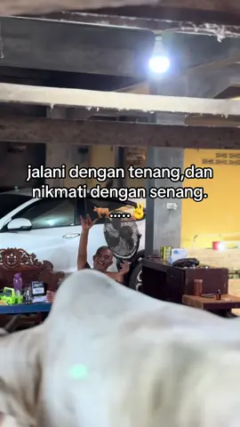 #peternakmuda #sapilimosinsuper #sapipo#pejuangrupiah #fyp 