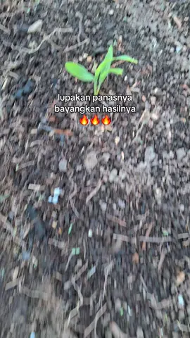#CapCut  jagung umur 5hst#petanimuda #foryou 