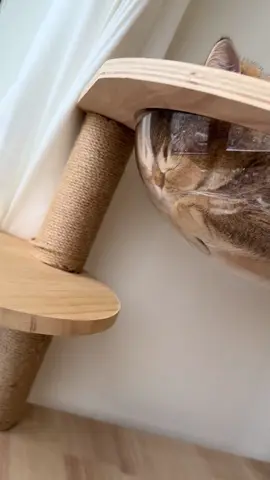Cats have all sorts of weird sleeping positions #cat #funnytiktok #funny #funnyvideos #Foryou 