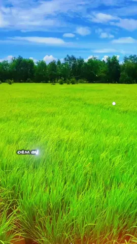 #CapCut   Đêm buồn anh khóc…sương rơi ướt đẩm bờ vai…..