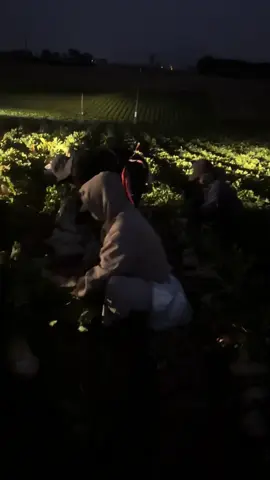 Thức dậy vào 5h sáng và tan làm vào 7h tối , củ cải thế này thì toang #xuhuongtiktok #유학생🇰🇷🇻🇳 #trending #hanquoc한국 