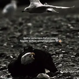 KaliYa Waa LaGa FogaDa👍🏼 #videoviral #foryou #viral_video #foryoupage #tiktok 