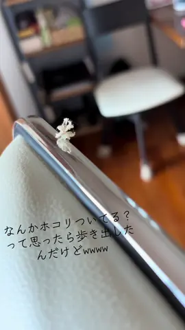 アリに引き続き、ホコリが歩き出したw🤣🤣 #ホコリ #虫 #昆虫 #ハゴロモ 