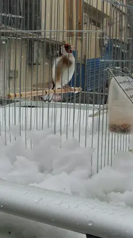 السلام عليكم ناس لغرام كيف هي أحوال طيوركم في هاذا الجو