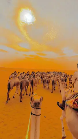 @أبو يوسف ال عيسى #جخو،الشغل،دا،يا،عالم،➕_❤_📝✌️🌍🦋 #جقله_الخير_جقله_العز❤ 