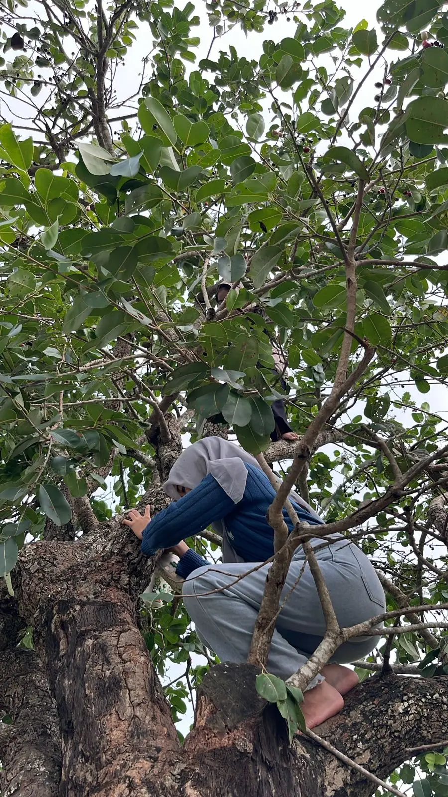 timbang sepayung bertiga aku milih menek juwet #paraaajaaa #bjn24jam #4u #fypviralシ #juwet 