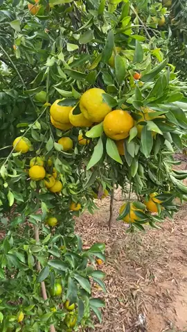 ####الحوت_لجنه_فواكه_الصحراوي 