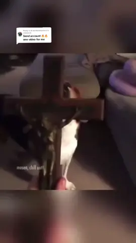 Replying to @dr.andrewdrjames3 God call u ahbi😂😂💔 #funny #gehgehchallenge #funnypets #dogs 