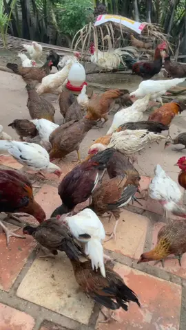 Qua chỗ gia công tuyển lại con nào ok thì để k thì vô nồi, chứ nhiêu đây ăn tới lớn cũng mệt à.#nghĩagàviệt71 #gadamientay #c1 #c2 