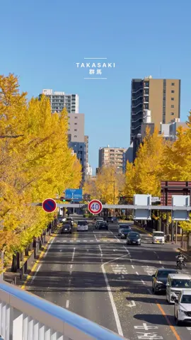 📍TAKASAKI, Gunma ⁡  #reels   #高崎   #群馬   #gunma   #イチョウ 