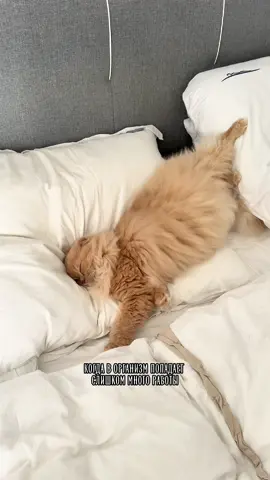 Котология гласит ☝🏻😁