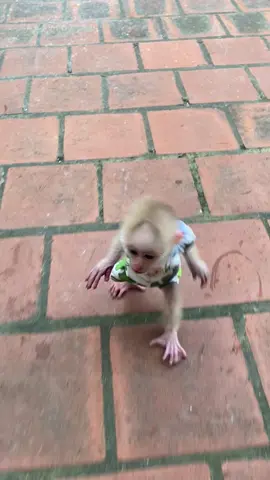 Baby monkeys go for a walk together.