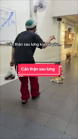 Kêu cẩn thận rùi mà ko nghe 😌 #cherrypetcoffee #cafethucung #cafethucungsaigon #dogs #shibainu 