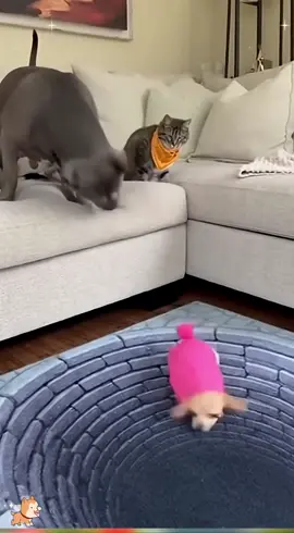 Dog Gets Scared of 3D Hole Carpet 😳🐶😂#FunnyDog #DogReaction #3DCarpet #OpticalIllusion #dogjumpscare