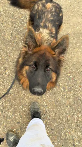 #dicasaciobotea #petowner #arad #family #venus 