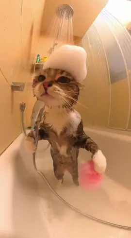 #cat #catmom #foryou #animation #trending 