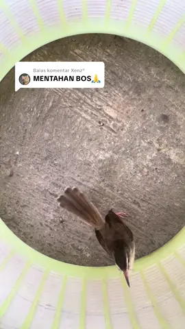 Membalas @Xenz°  ciwah lagu brem rapet . Lagu ny enak banget buat masteran. #ciblekmaniaindonesia #masteranburung #muraibatuindonesia #fyp #capcut 